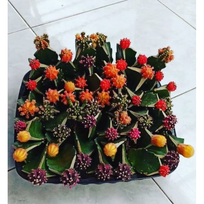 Kaktus Gymno Mini / Gymno Tricolor