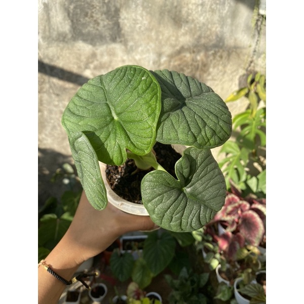 alocasia rino skin / alocasia melo badak