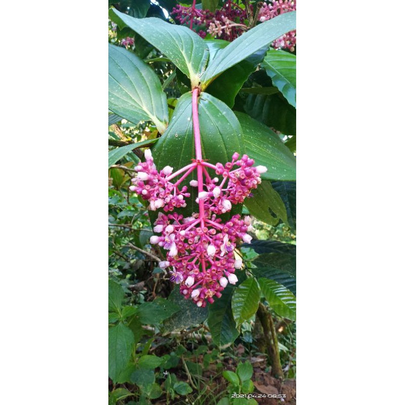 

Buah parijoto segar promil herbal 100gr