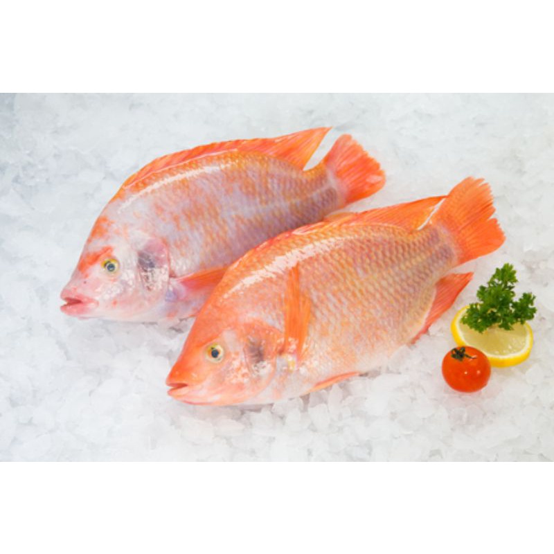

Ikan Nila Merah Original (Frozen)