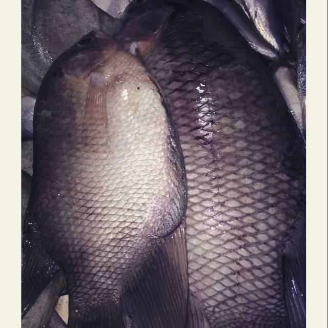 

Ikan gurame