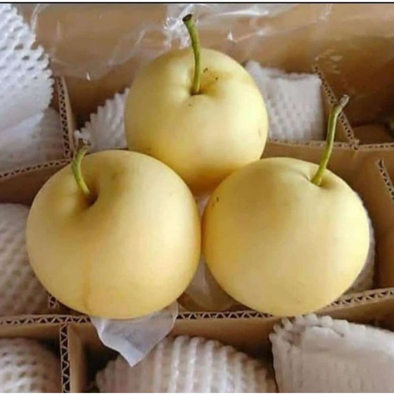 

Pear Century 1Kg Buah Segar Bandung century