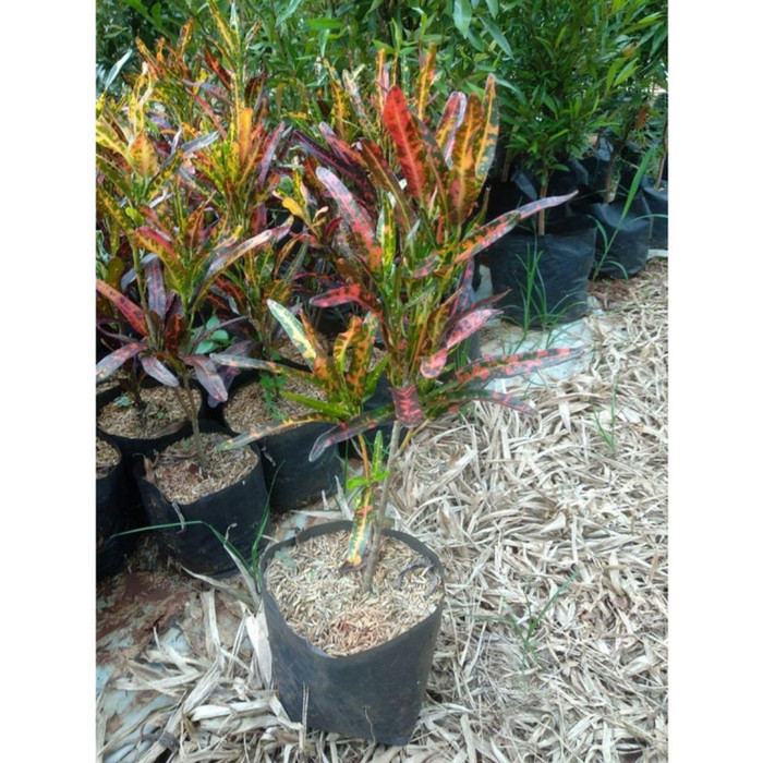 Tanaman hias puring lele/bibit puring lele