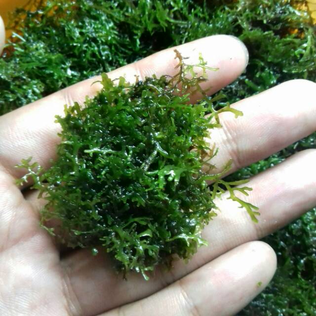 Ricardia moss aquascape