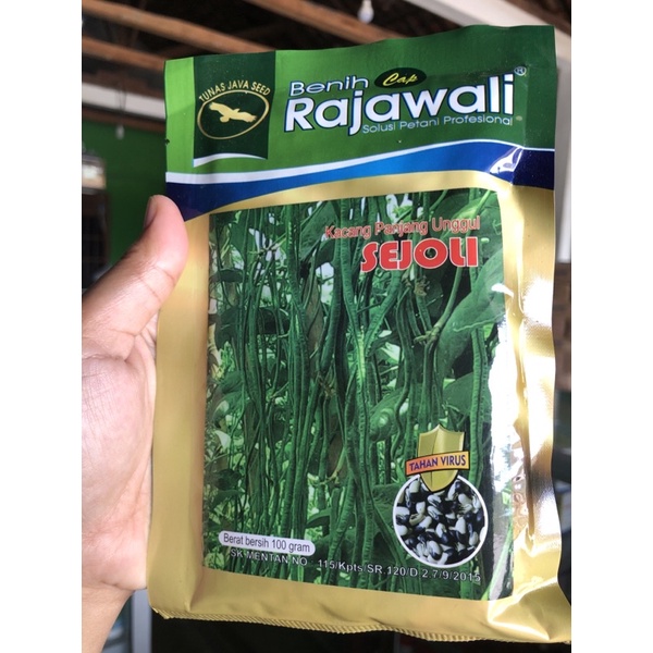 kacang panjang sejoli (biji hitam putih)