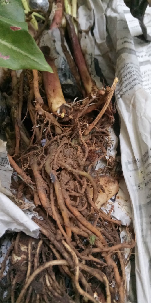 Tanaman Hias Caladium Bercak Merah Keladi Bercak Darah Garis Putih