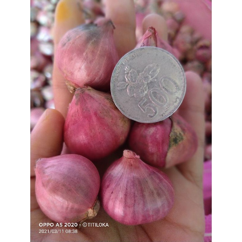

Bawang merah Super