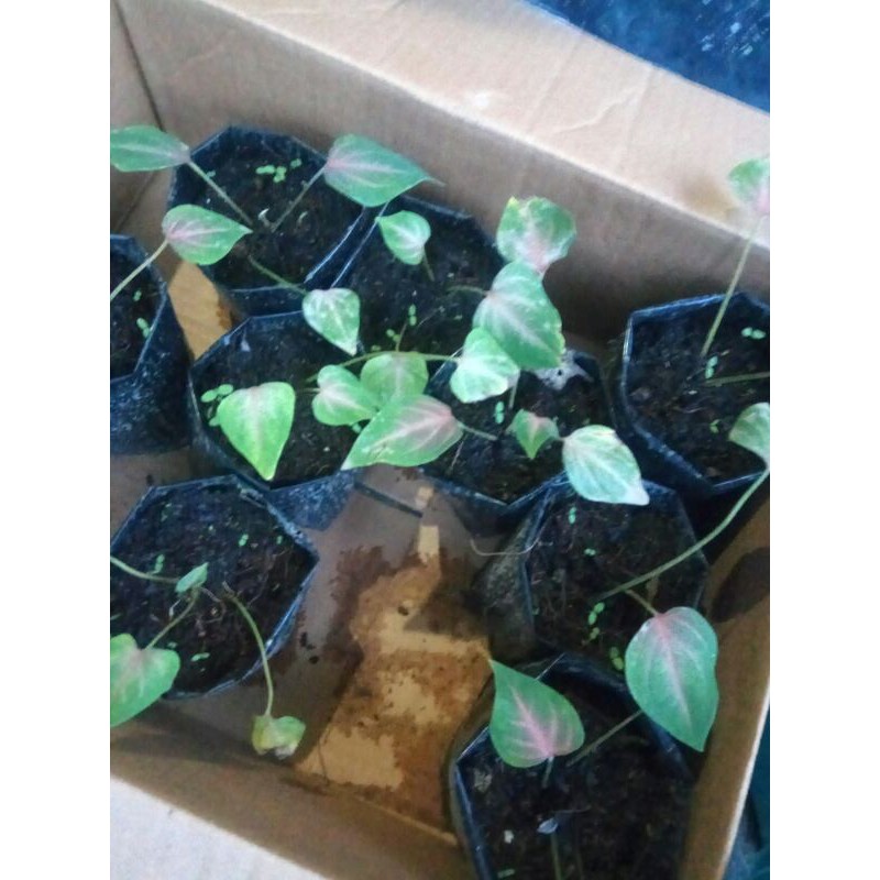 CALADIUM SEMANGKA MERAH - KELADI SEMANGKA - KELADI MERAH HIJAU