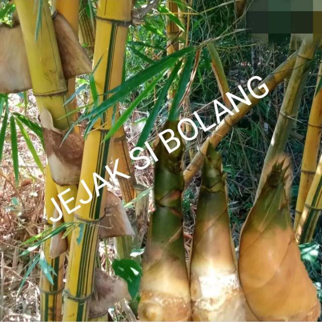 

REMBUNG BAMBU KUNING HERBAL PER 1 pcs