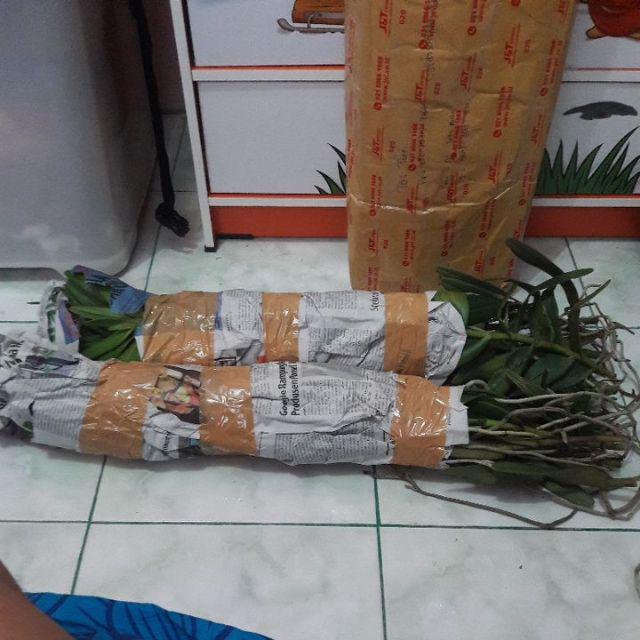 Anggrek Tanah Paket Hemat