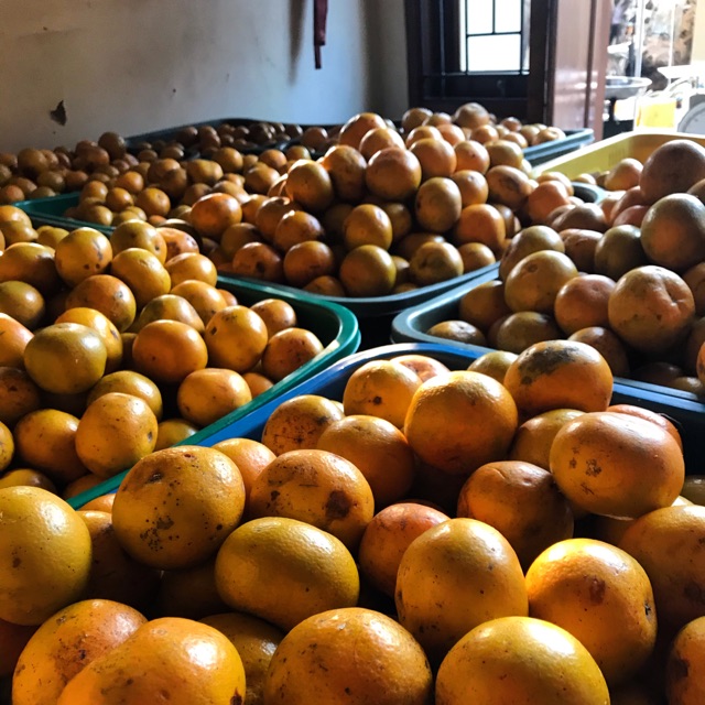 (Saleee) Jeruk Medan Sedang