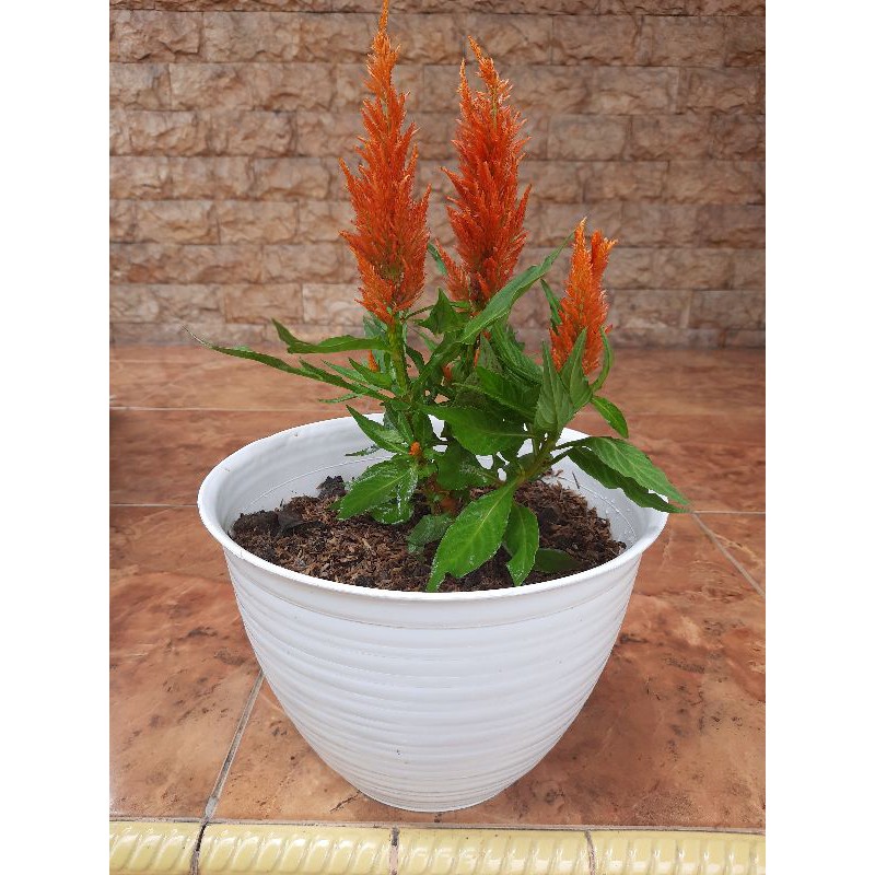 Celosia Oreng