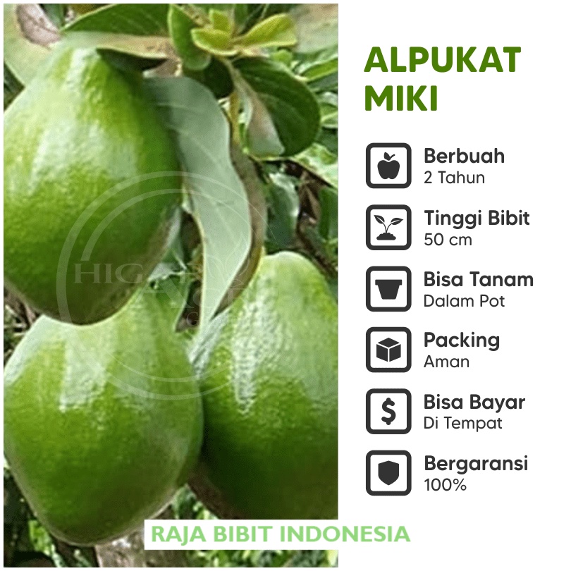 Bibit Tanaman Buah Alpukat Miki