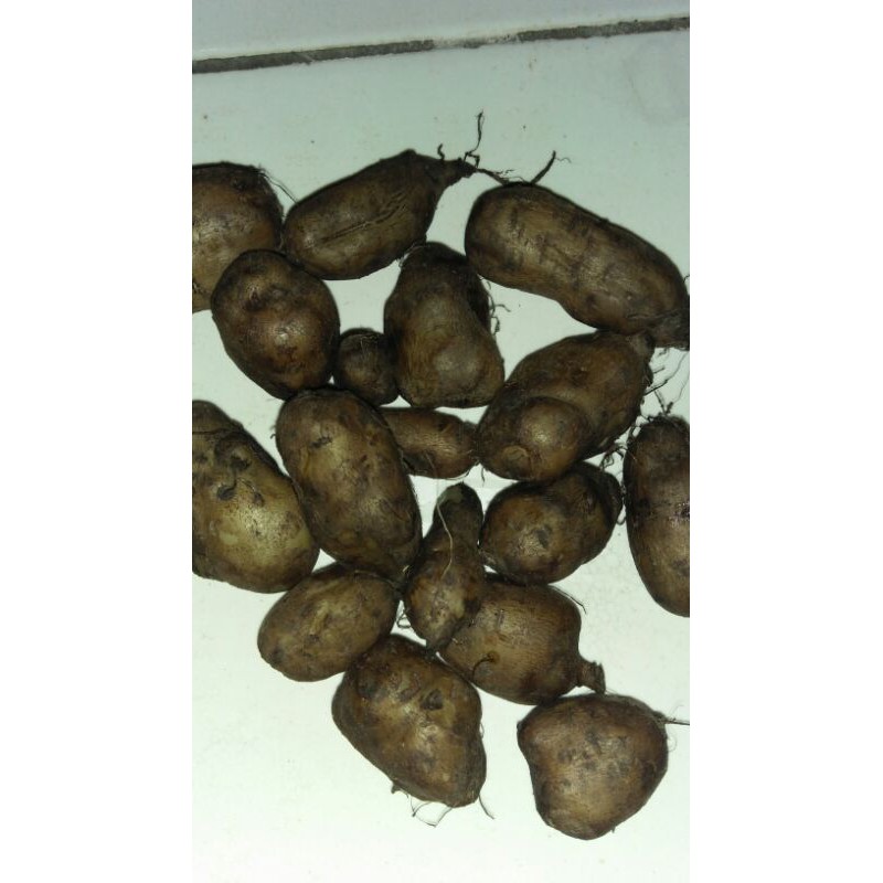 

KENTANG IRENG KENTANG ITEM 1KG
