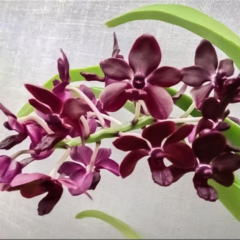 Tanaman Hias Anggrek Vanda Gigantea Sri Siam X Dewasa Siap Bunga