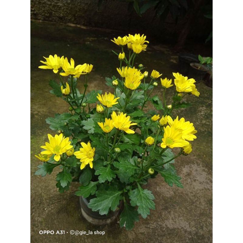 bunga krisan kuning/tanaman hias bunga krisan/bibit bunga krisan