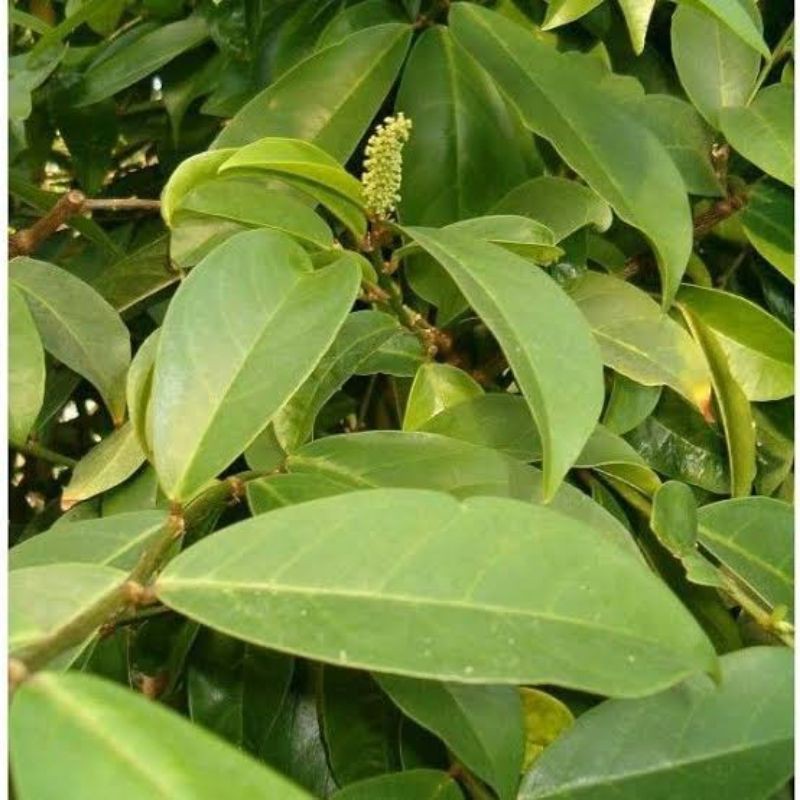 

Daun Huni Daun Buni Fres Segar Fres Langsung Petik 500 Gram