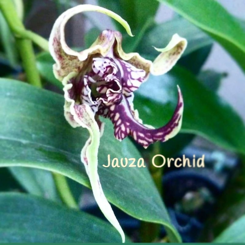 ANGGREK DENDROBIUM SPECTABILE REMAJA