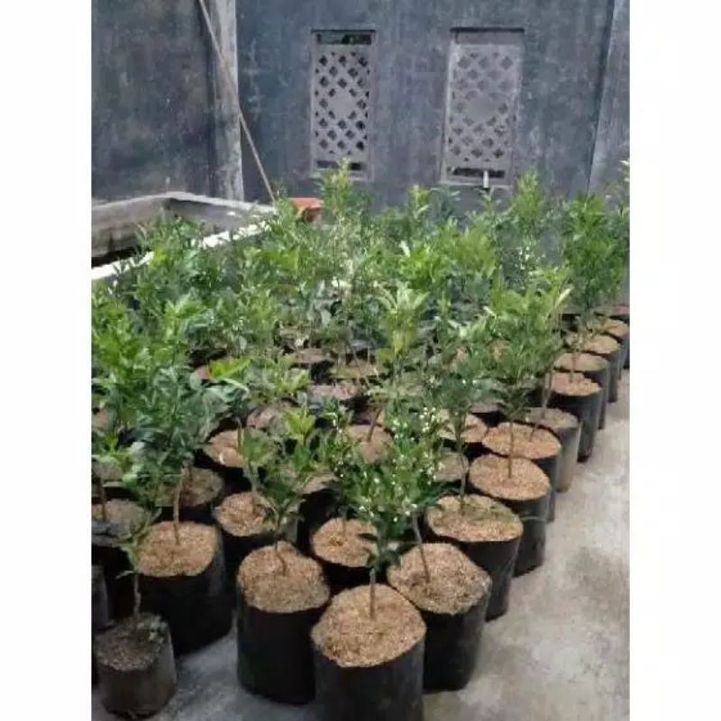 Jeruk Nagami BERBUNGA