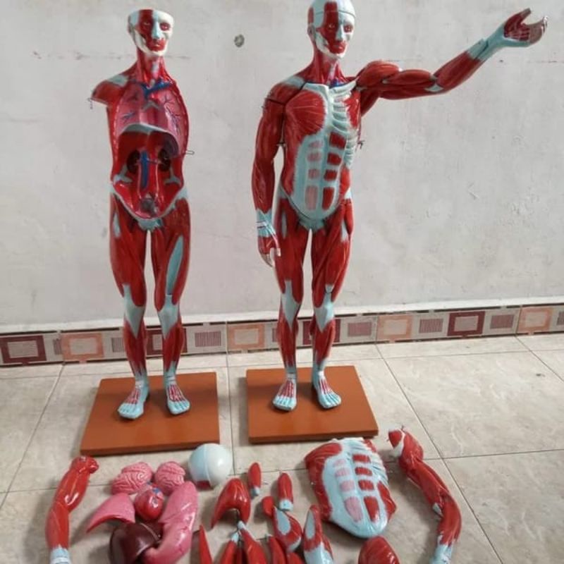 

Model OTOT manusia, Peraga pendidikan Model otot