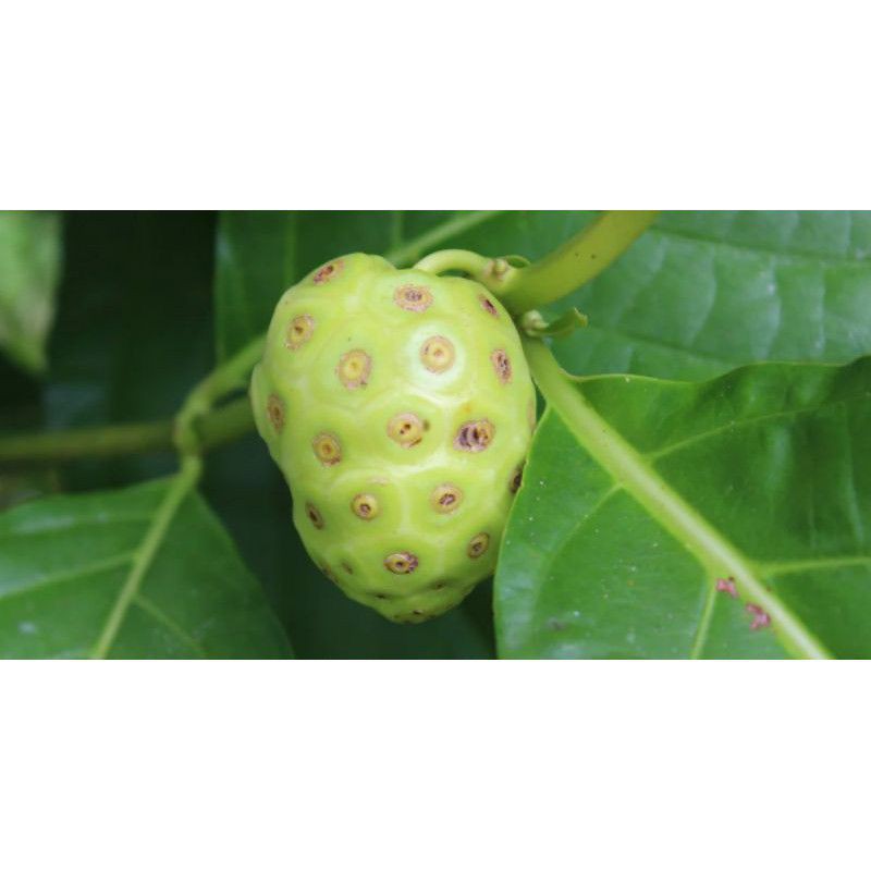

mengkudu/pace harga per buah