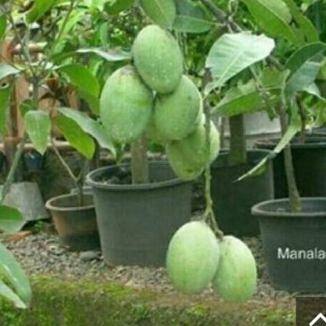 

Bibit pohon mangga arum manis