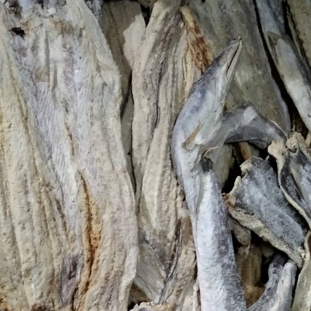 

Belut Laut Asin (Tonang) 1kg Murah