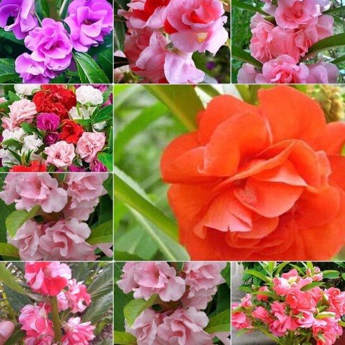 Online Seeds - 20 Benih Bunga Pacar Air Mix