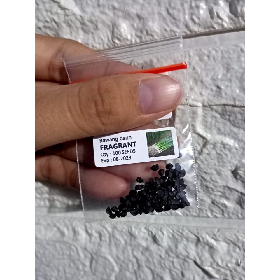 Benih Daun Bawang FRAGRANT dataran rendah - 100 BIJI