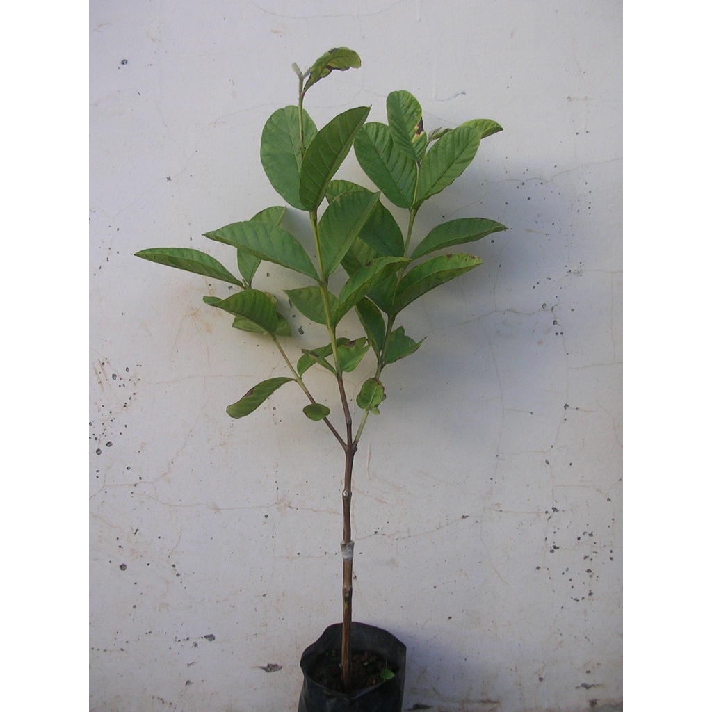 Paket 4 Jenis Jambu ( Madu Deli , Kristal , Citra , Jamaika )