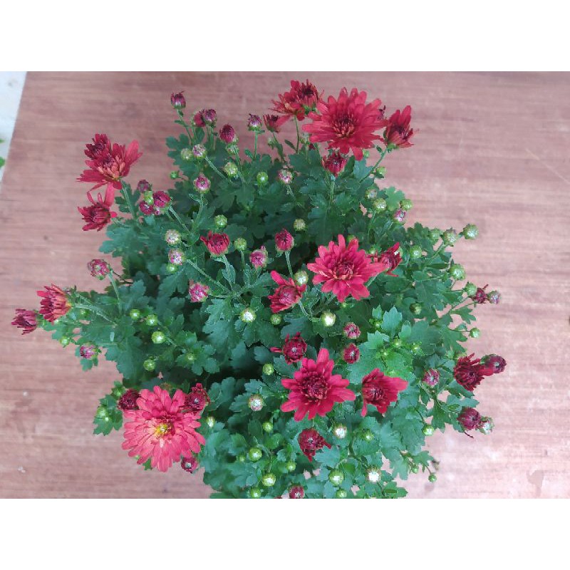 {PRODUK TERUPDATE} KRISAN ASTER 6 POHON WARNA MERAH COD TANAMAN HISAS HIDUP ASLI