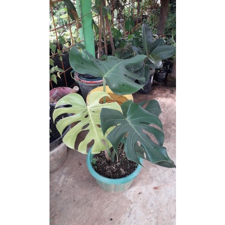 monstera king monstera Deliciosa king