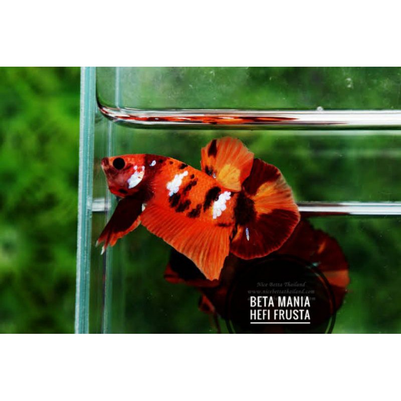 Ikan Cupang Nemo Classic Ngeblok