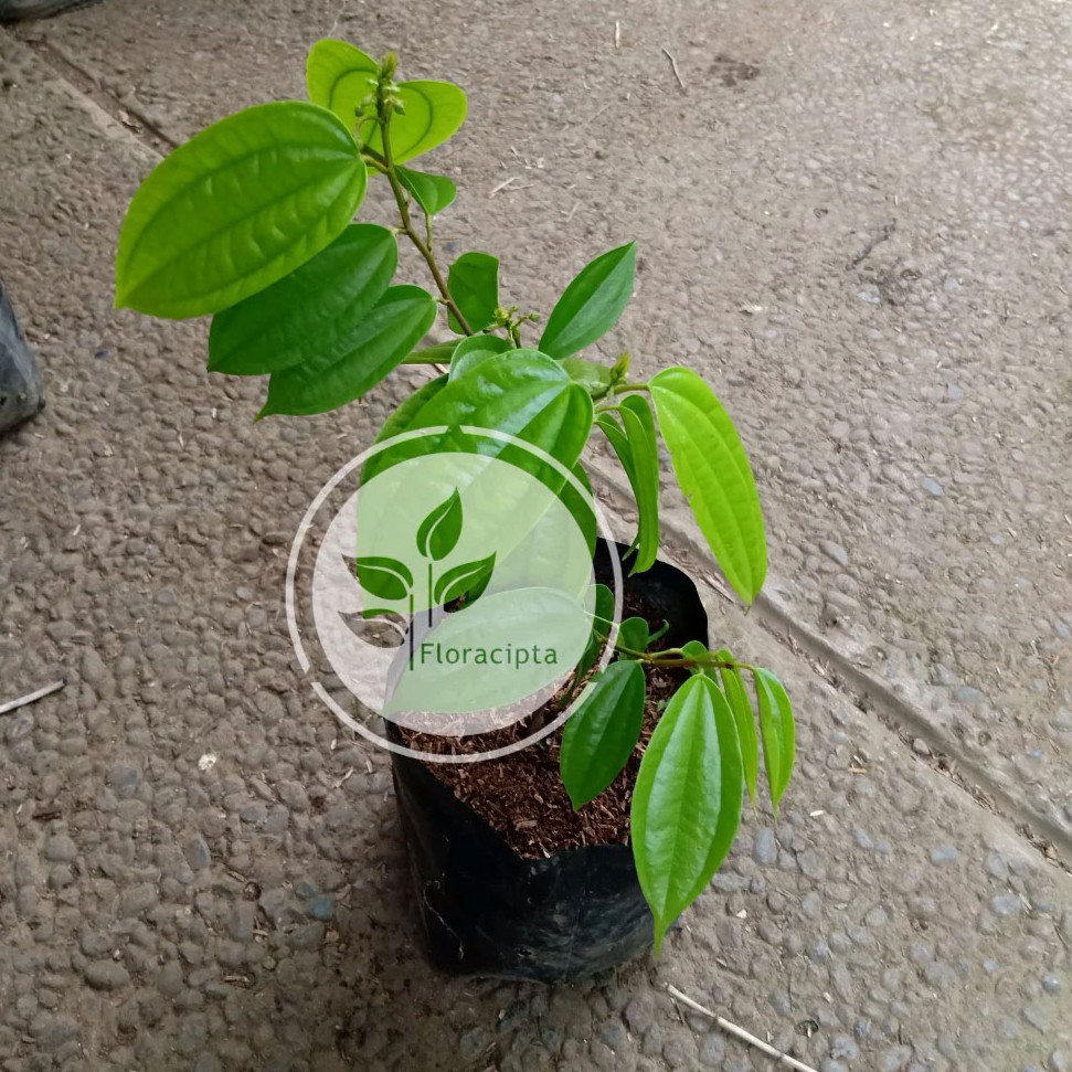 Bibit Bunga Bauhinia Coccinea Bibit Bunga Bahonia Bibit Tanaman Bahonia Tanaman Hias Unik Langka