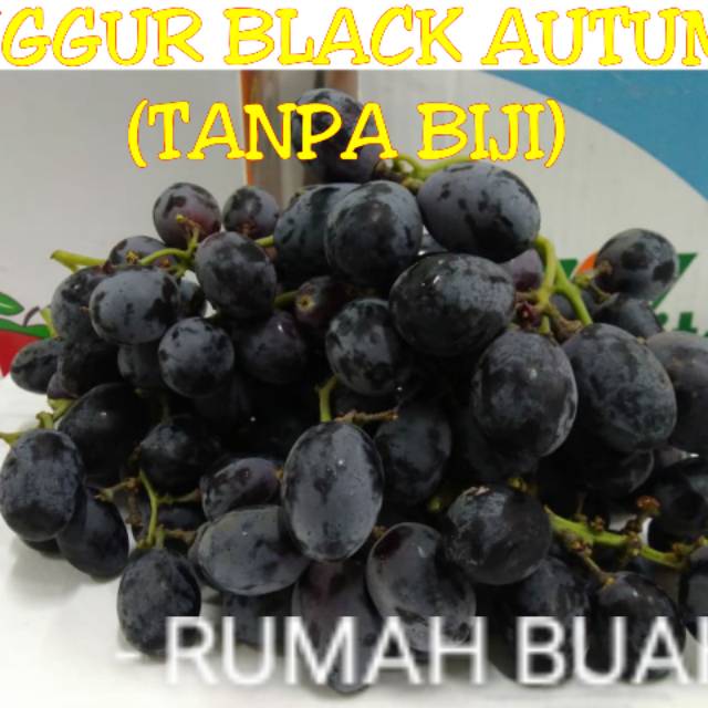 

new anggur black autumn pesanan