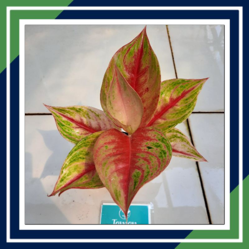 [BISA COD] TANAMAN HIAS/RED NDOT/AGLONEMA/AGLAONEMA (TANAMAN HIAS INDOOR DAN AUTDOOR)