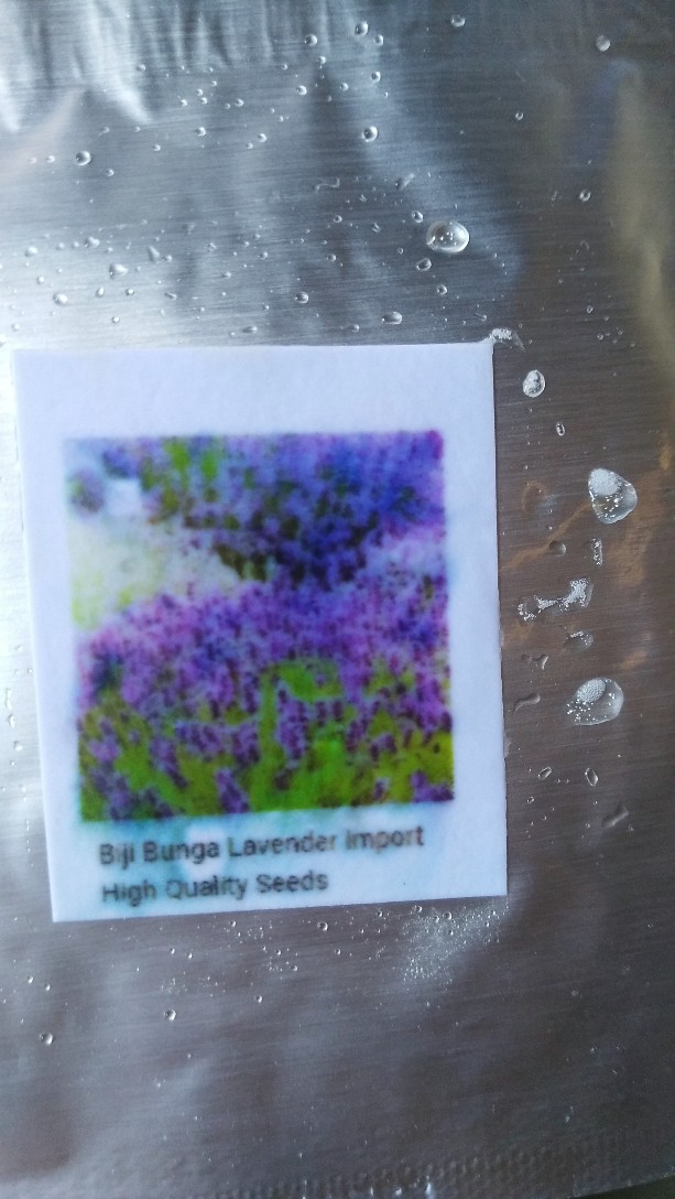 Biji Bunga Lavender Import High Quality Seeds