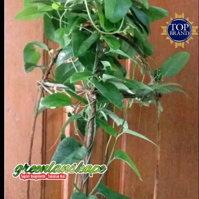 Cincau jelly /Tanaman Herbal Cincau Jelly / cincau hijau