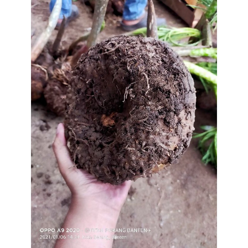 

2 kg umbi porang konjac ukuran besar