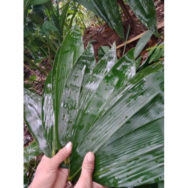 

DAUN BAMBU SEGAR DAUN BUNGKUS BAKCANG