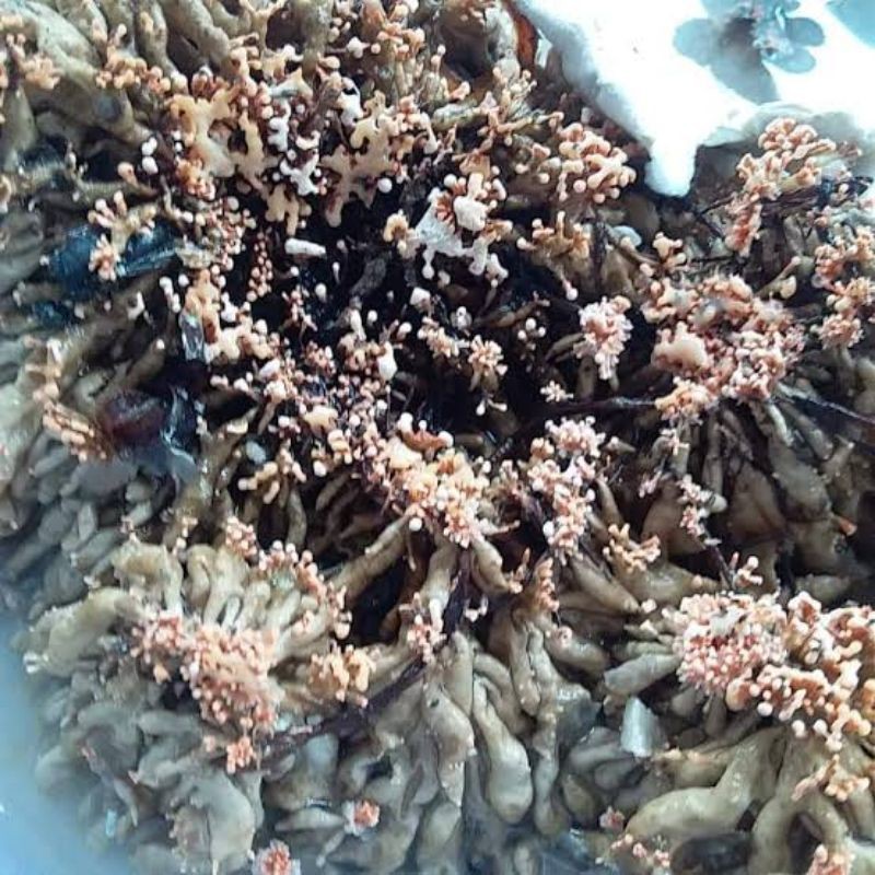 biang bibit pupuk jakaba