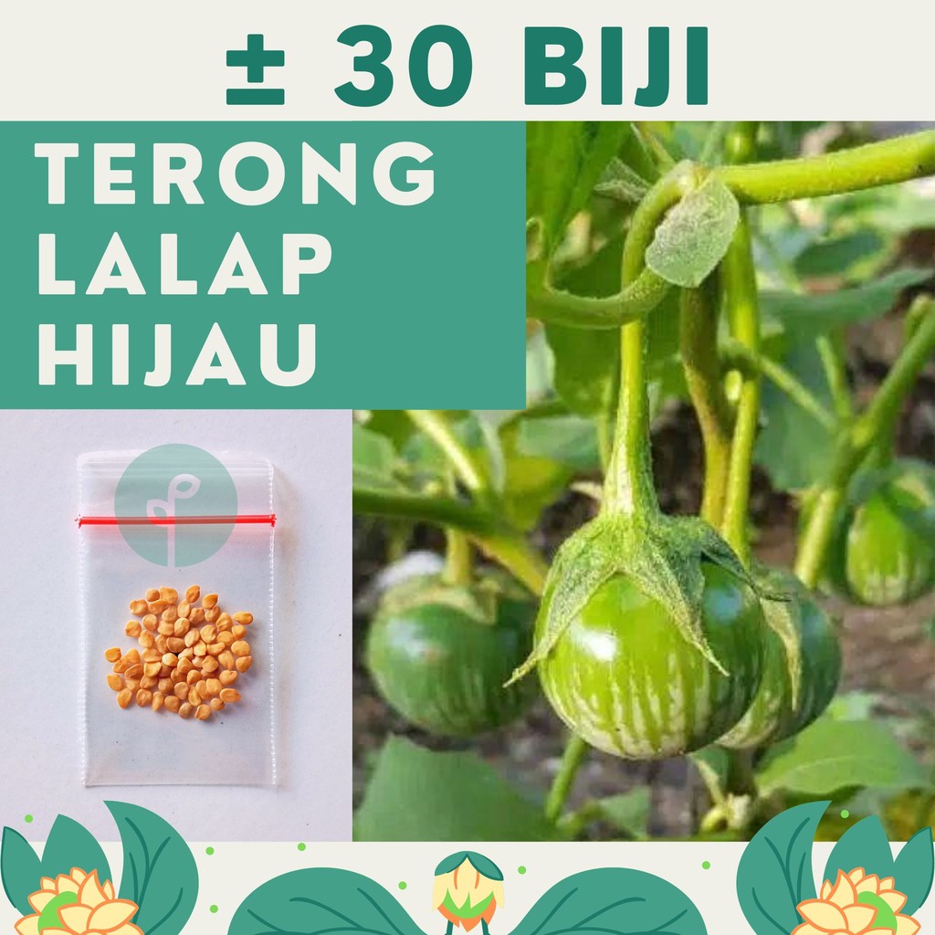 Bibit Sayuran Benih Sayur Paket Lengkap Hidroponik Kangkung Bayam Cabe Sawi Selada Terong Tomat dll-TERONG LALAP HIJAU