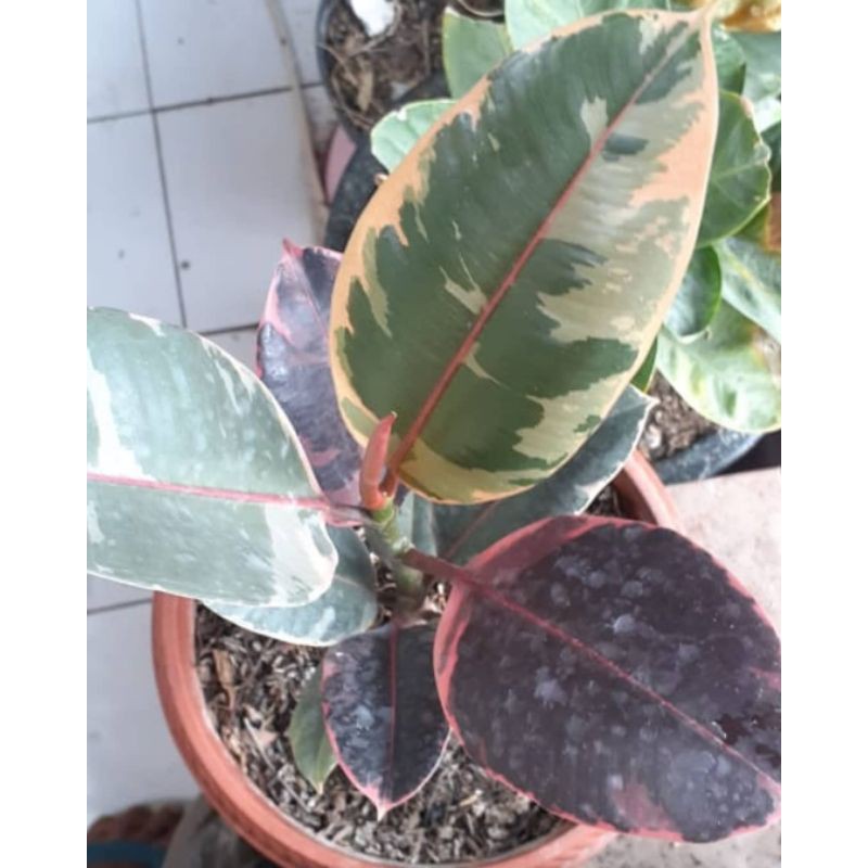 karet kebo ruby ficus pink