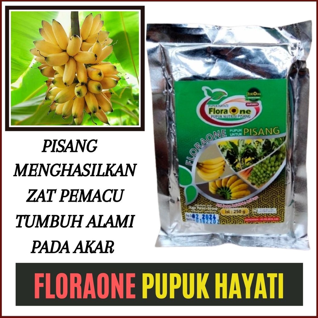 Pupuk Bio Buah Pisang Tanduk, TERLARIS Fungisida Layu Fusarium Untung Buah Pisang