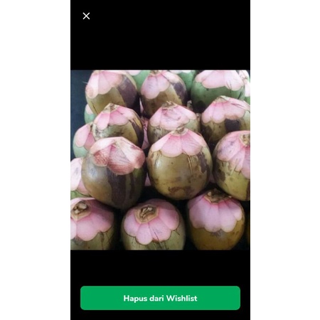 

kelapa ijo