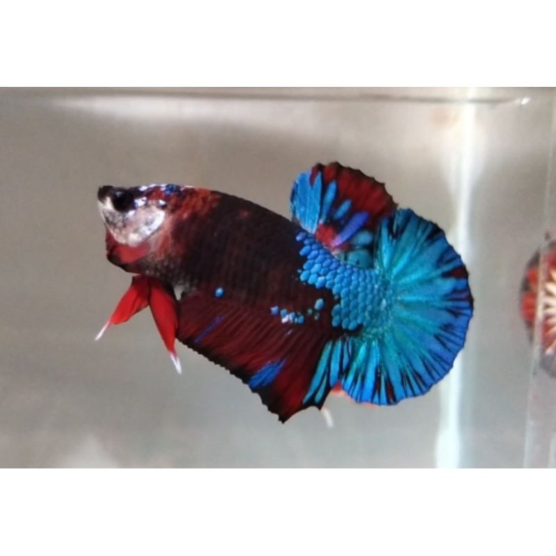 IKAN CUPANG //AVATAR.