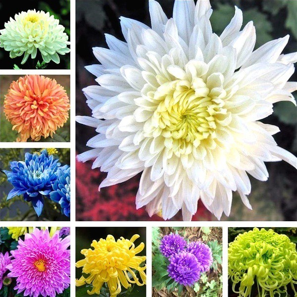 

Baru 100 pcs Tas Callistephus Chinensis Chrysanthemum Benih Bonsai Bunga Biji