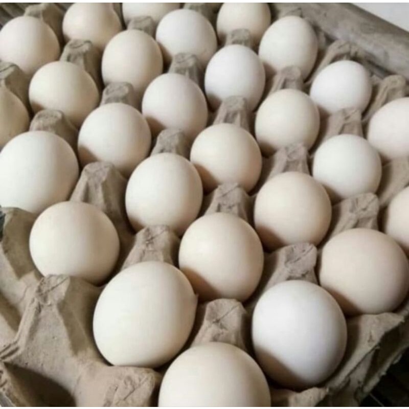 

Telur Ayam Kampung asli