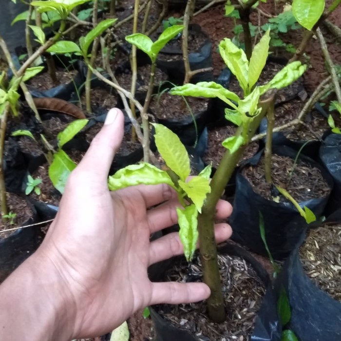 Bibit pohon kol banda tanaman pelindung