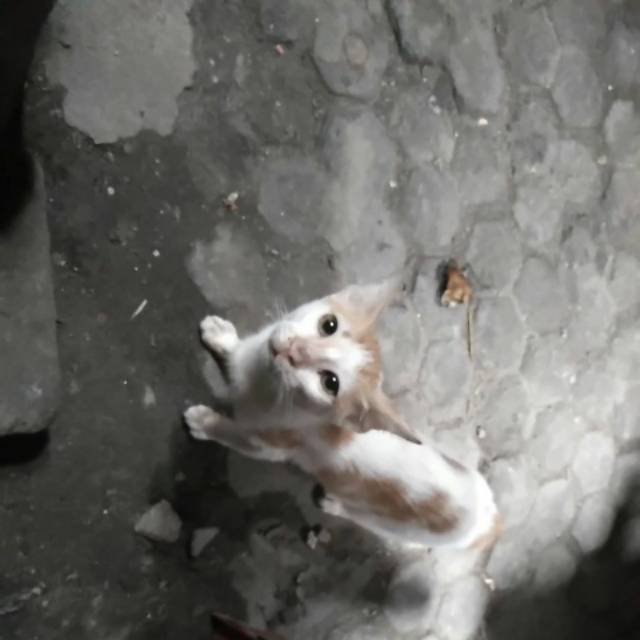 Adopsi kucing liar